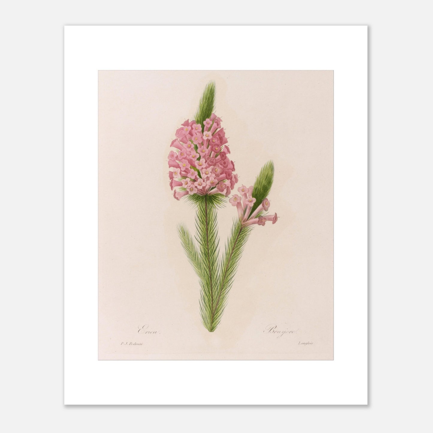 Planche botanique ancienne Erica par Pierre-Joseph Redouté (40x50 cm). Planche botanique de la fleur d'Erica par Pierre-Joseph Redouté.