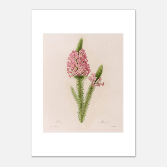 Planche botanique ancienne Erica par Pierre-Joseph Redouté (42x59,4 cm (A2)). Planche botanique de la fleur d'Erica par Pierre-Joseph Redouté.
