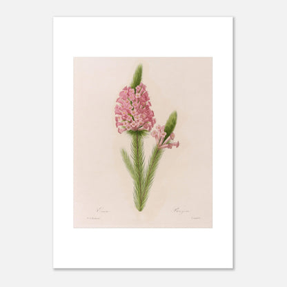 Planche botanique ancienne Erica par Pierre-Joseph Redouté (50x70 cm). Planche botanique de la fleur d'Erica par Pierre-Joseph Redouté.