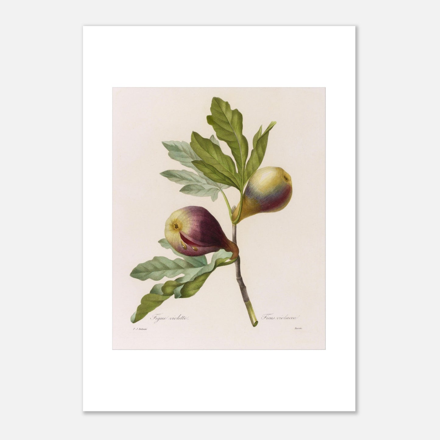 Planche botanique Figue Violette par Pierre-Joseph Redouté (29,7x42 cm (A3)). Planche botanique ancienne de Pierre-Joseph Redouté représentant une branche de figuier avec deux figues violettes et des feuilles vertes.