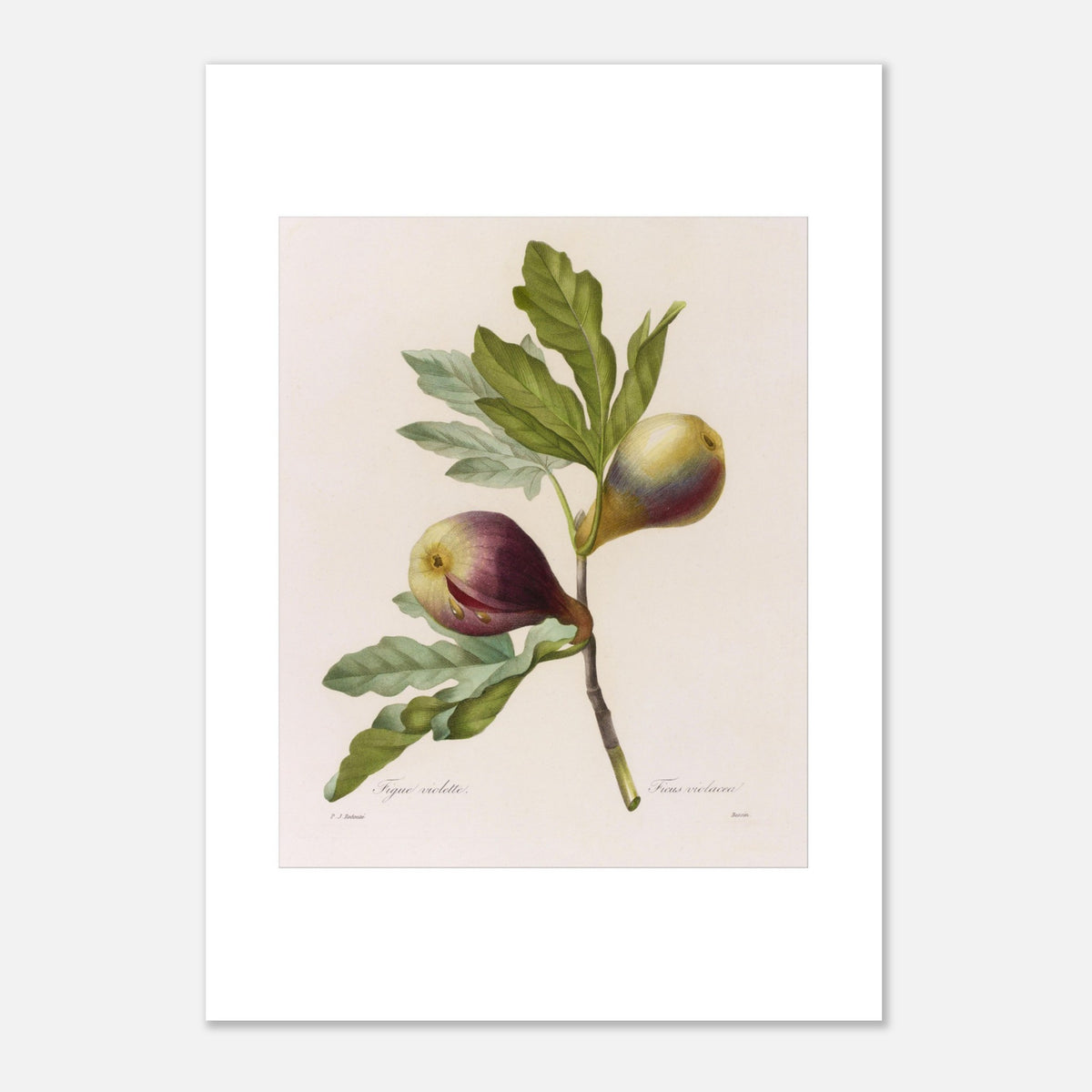 Tavola botanica Fico Viola di Pierre-Joseph Redouté (29,7x42 cm (A3)). Antica tavola botanica di Pierre-Joseph Redouté raffigurante un ramo di fico con due fichi viola e foglie verdi.