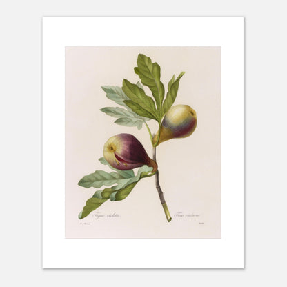 Planche botanique Figue Violette par Pierre-Joseph Redouté (40x50 cm). Planche botanique ancienne de Pierre-Joseph Redouté représentant une branche de figuier avec deux figues violettes et des feuilles vertes.