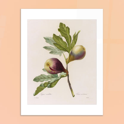 Planche botanique Figue Violette par Pierre-Joseph Redouté. Planche botanique ancienne de Pierre-Joseph Redouté représentant une branche de figuier avec deux figues violettes et des feuilles vertes. Image d'illustration 6