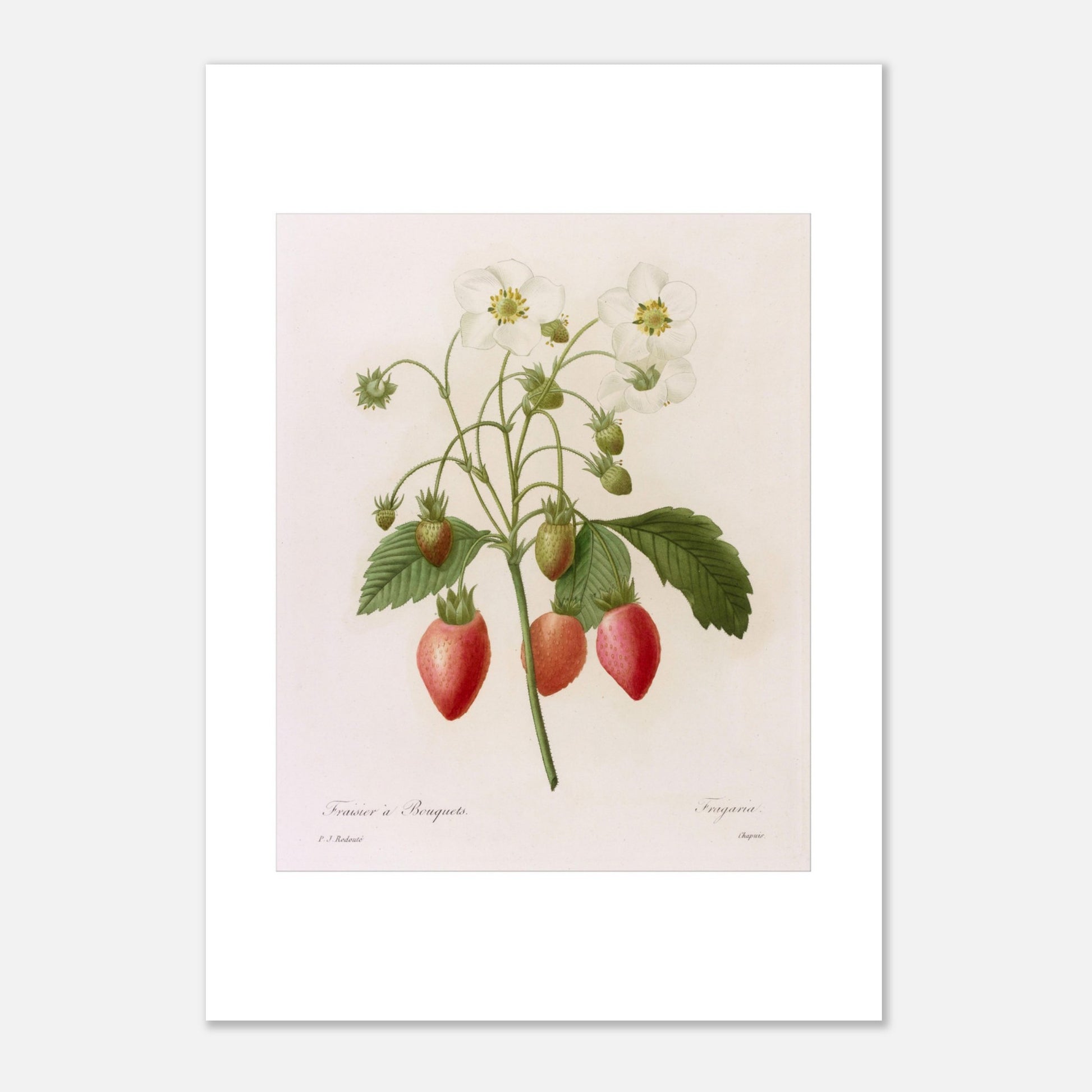 Planche botanique Fraisier à Bouquets par Pierre-Joseph Redouté (21x29,7 cm (A4)). Planche botanique ancienne de Pierre-Joseph Redouté représentant une plante de fraisier avec des fleurs blanches, des fraises rouges et vertes, et des feuilles vertes.