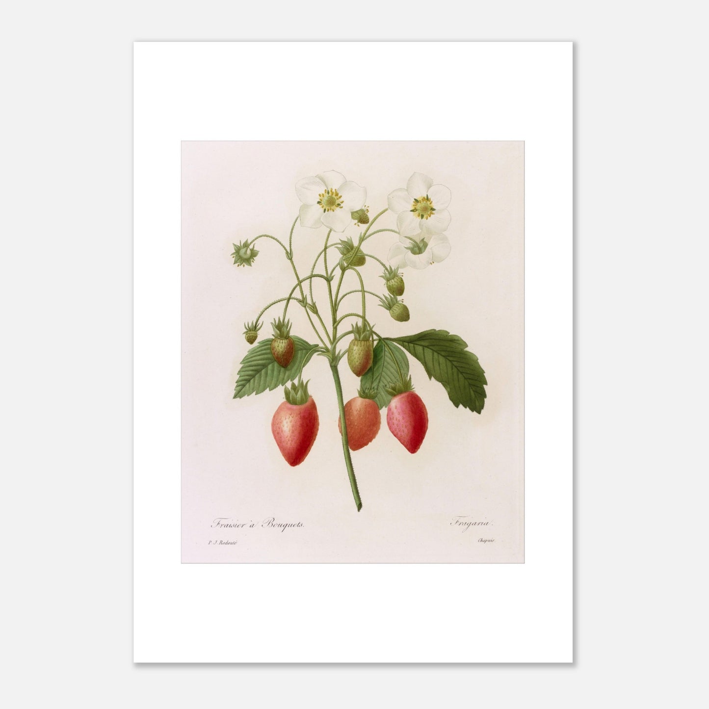 Planche botanique Fraisier à Bouquets par Pierre-Joseph Redouté (29,7x42 cm (A3)). Planche botanique ancienne de Pierre-Joseph Redouté représentant une plante de fraisier avec des fleurs blanches, des fraises rouges et vertes, et des feuilles vertes.