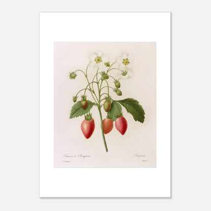 Planche botanique Fraisier à Bouquets par Pierre-Joseph Redouté (29,7x42 cm (A3)). Planche botanique ancienne de Pierre-Joseph Redouté représentant une plante de fraisier avec des fleurs blanches, des fraises rouges et vertes, et des feuilles vertes.