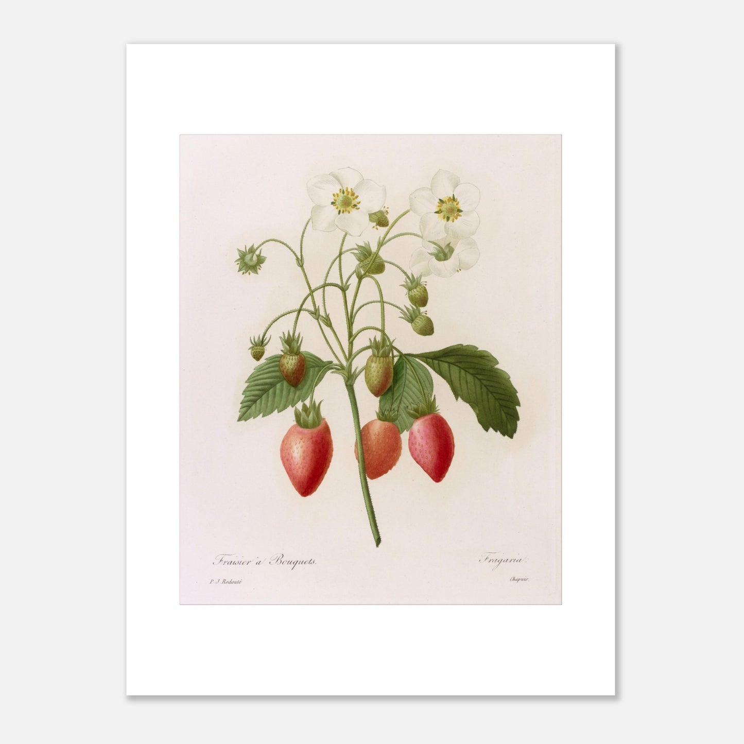 Planche botanique Fraisier à Bouquets par Pierre-Joseph Redouté (30x40 cm). Planche botanique ancienne de Pierre-Joseph Redouté représentant une plante de fraisier avec des fleurs blanches, des fraises rouges et vertes, et des feuilles vertes.