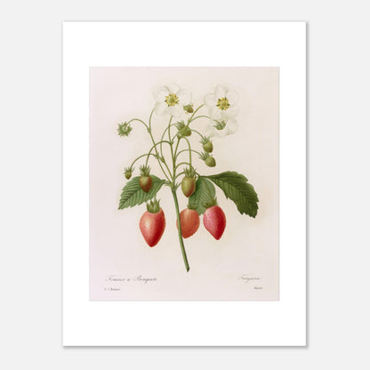 Planche botanique Fraisier à Bouquets par Pierre-Joseph Redouté (30x40 cm). Planche botanique ancienne de Pierre-Joseph Redouté représentant une plante de fraisier avec des fleurs blanches, des fraises rouges et vertes, et des feuilles vertes.