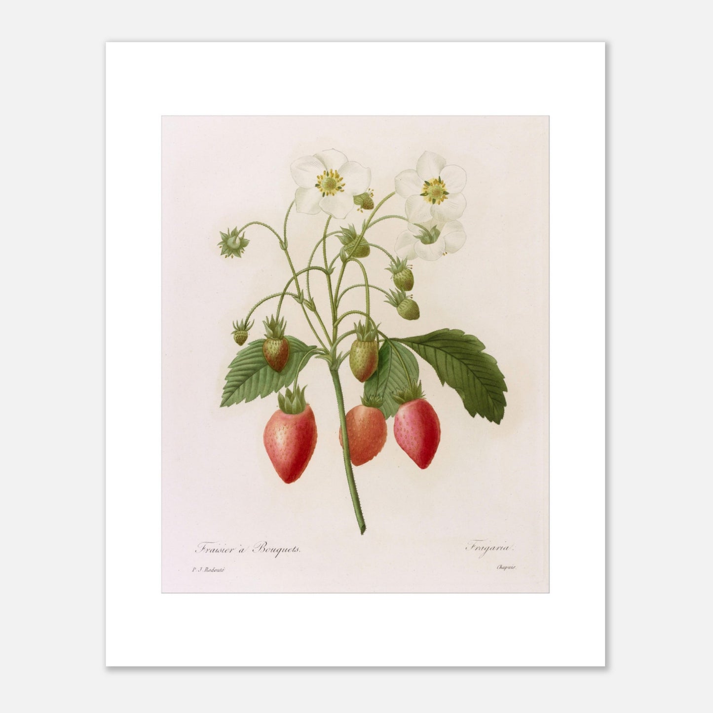 Planche botanique Fraisier à Bouquets par Pierre-Joseph Redouté (40x50 cm). Planche botanique ancienne de Pierre-Joseph Redouté représentant une plante de fraisier avec des fleurs blanches, des fraises rouges et vertes, et des feuilles vertes.