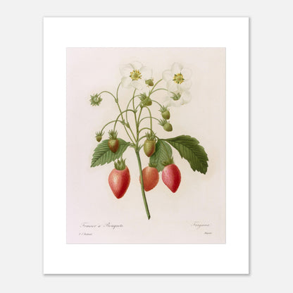 Planche botanique Fraisier à Bouquets par Pierre-Joseph Redouté (40x50 cm). Planche botanique ancienne de Pierre-Joseph Redouté représentant une plante de fraisier avec des fleurs blanches, des fraises rouges et vertes, et des feuilles vertes.