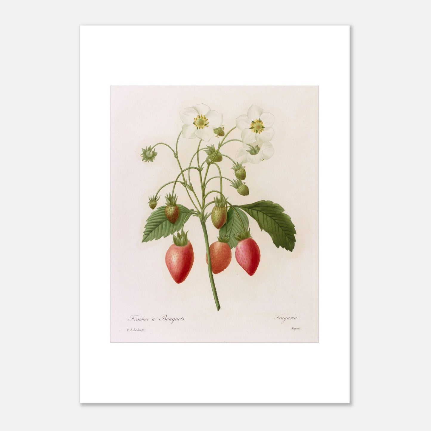 Planche botanique Fraisier à Bouquets par Pierre-Joseph Redouté (50x70 cm). Planche botanique ancienne de Pierre-Joseph Redouté représentant une plante de fraisier avec des fleurs blanches, des fraises rouges et vertes, et des feuilles vertes.