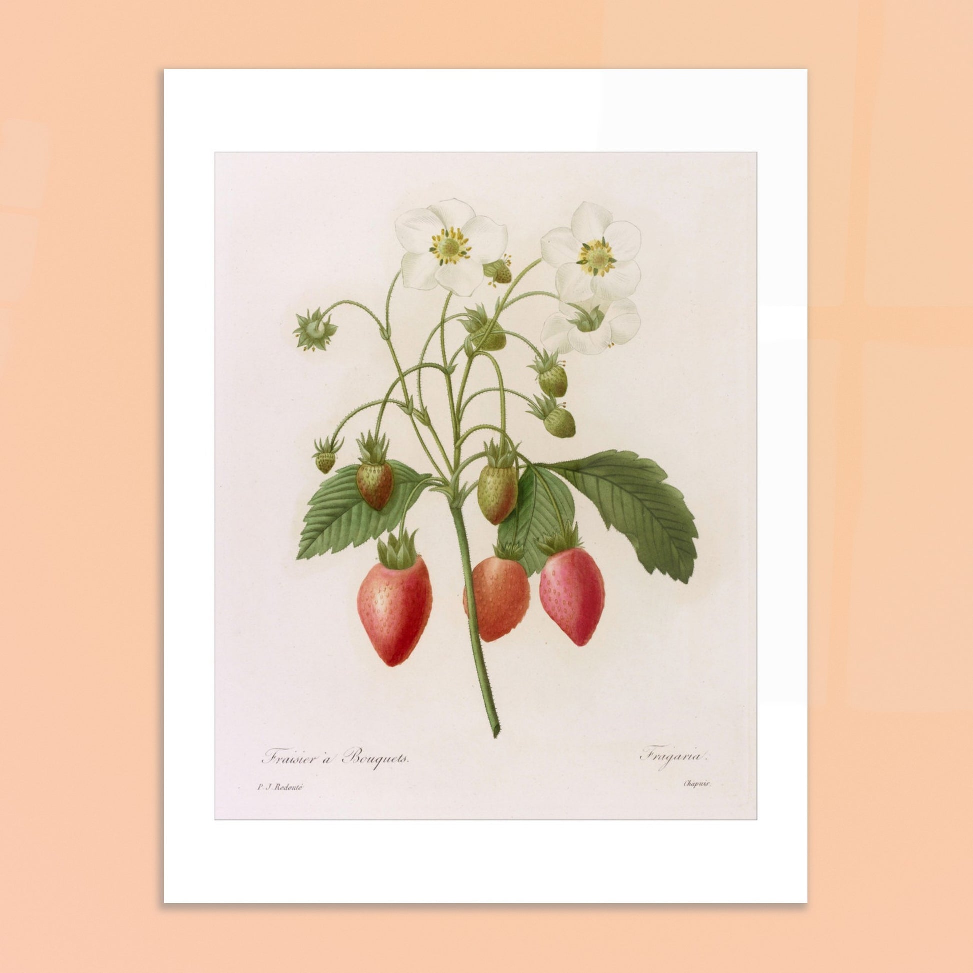 Planche botanique Fraisier à Bouquets par Pierre-Joseph Redouté. Planche botanique ancienne de Pierre-Joseph Redouté représentant une plante de fraisier avec des fleurs blanches, des fraises rouges et vertes, et des feuilles vertes. Image d'illustration 6