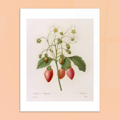 Planche botanique Fraisier à Bouquets par Pierre-Joseph Redouté. Planche botanique ancienne de Pierre-Joseph Redouté représentant une plante de fraisier avec des fleurs blanches, des fraises rouges et vertes, et des feuilles vertes. Image d'illustration 6
