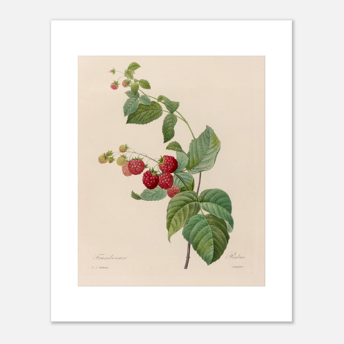 Botanische Tafel der Himbeere (Rubus idaeus) von Redouté (40x50 cm). Botanischer Stich von Pierre-Joseph Redouté mit einer Himbeerpflanze mit roten Früchten und grünen Blättern.