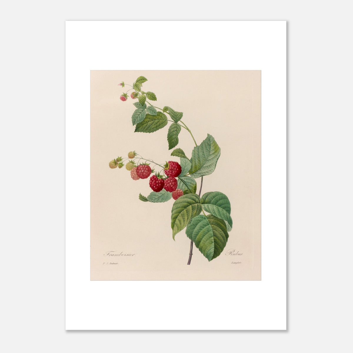 Botanische Tafel der Himbeere (Rubus idaeus) von Redouté (50x70 cm). Botanischer Stich von Pierre-Joseph Redouté mit einer Himbeerpflanze mit roten Früchten und grünen Blättern.