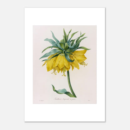 Planche botanique ancienne Fritillaire Impériale jaune par Pierre-Joseph Redouté (21x29,7 cm (A4)). Planche botanique ancienne de Pierre-Joseph Redouté représentant une fritillaire impériale jaune avec des feuilles vertes.