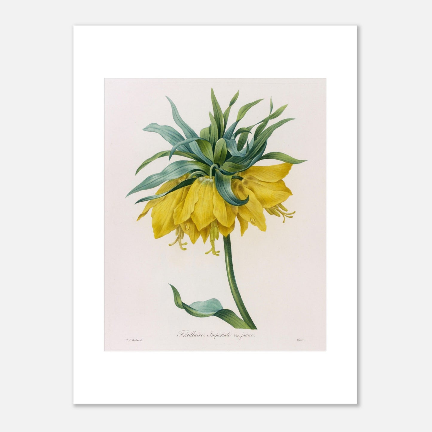 Planche botanique ancienne Fritillaire Impériale jaune par Pierre-Joseph Redouté (30x40 cm). Planche botanique ancienne de Pierre-Joseph Redouté représentant une fritillaire impériale jaune avec des feuilles vertes.