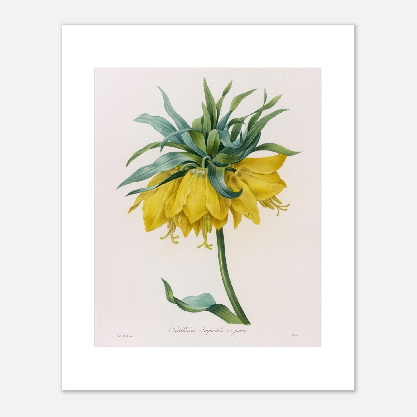 Planche botanique ancienne Fritillaire Impériale jaune par Pierre-Joseph Redouté (40x50 cm). Planche botanique ancienne de Pierre-Joseph Redouté représentant une fritillaire impériale jaune avec des feuilles vertes.
