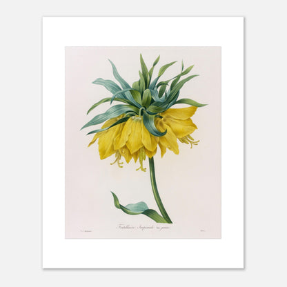 Planche botanique ancienne Fritillaire Impériale jaune par Pierre-Joseph Redouté (40x50 cm). Planche botanique ancienne de Pierre-Joseph Redouté représentant une fritillaire impériale jaune avec des feuilles vertes.