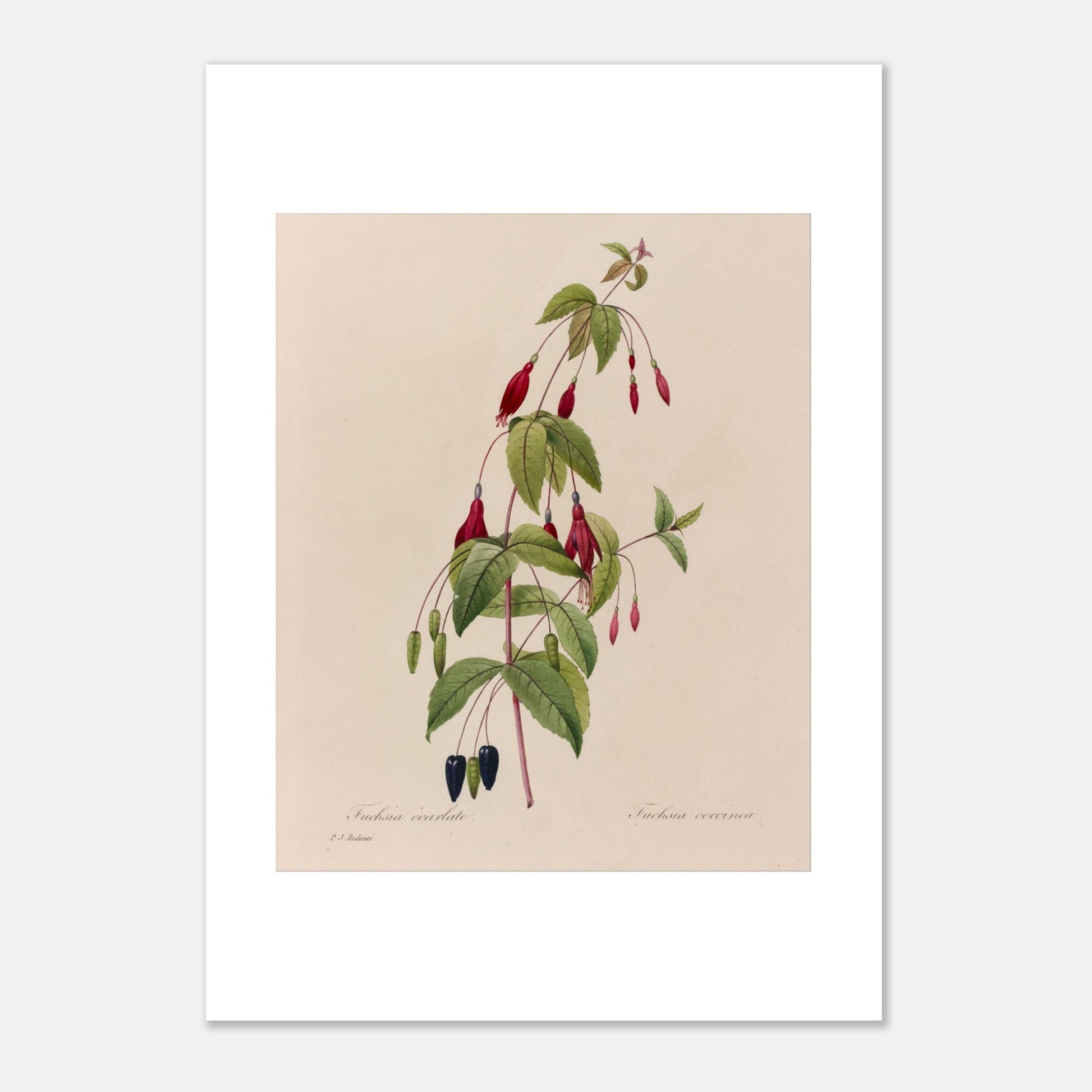 Planche botanique Fuchsia Écarlate par Pierre-Joseph Redouté (21x29,7 cm (A4)). Planche botanique ancienne de Pierre-Joseph Redouté représentant une plante de fuchsia écarlate avec des fleurs rouges, des fruits noirs et des feuilles vertes.