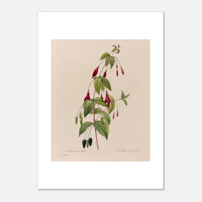 Planche botanique Fuchsia Écarlate par Pierre-Joseph Redouté (21x29,7 cm (A4)). Planche botanique ancienne de Pierre-Joseph Redouté représentant une plante de fuchsia écarlate avec des fleurs rouges, des fruits noirs et des feuilles vertes.