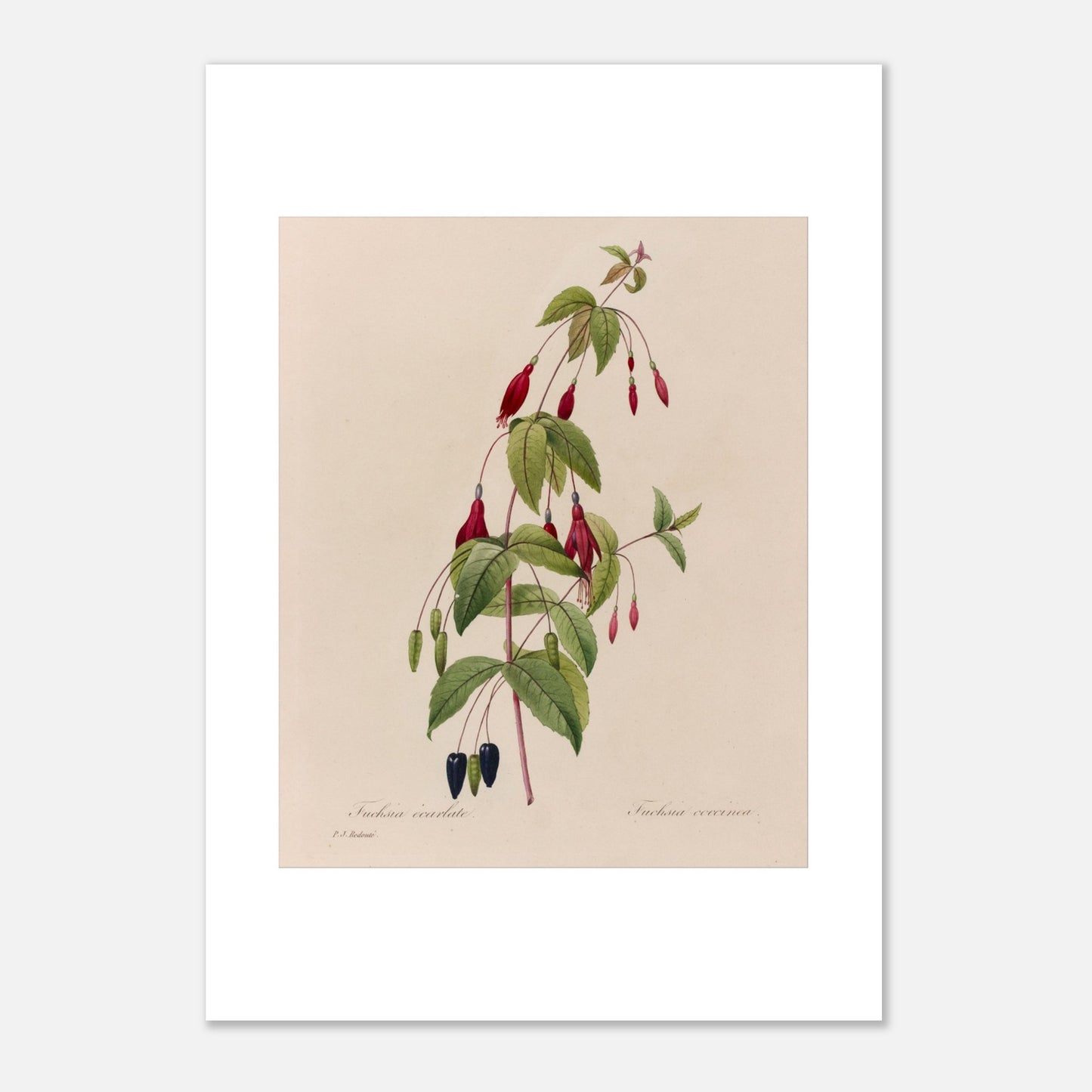 Planche botanique Fuchsia Écarlate par Pierre-Joseph Redouté (29,7x42 cm (A3)). Planche botanique ancienne de Pierre-Joseph Redouté représentant une plante de fuchsia écarlate avec des fleurs rouges, des fruits noirs et des feuilles vertes.