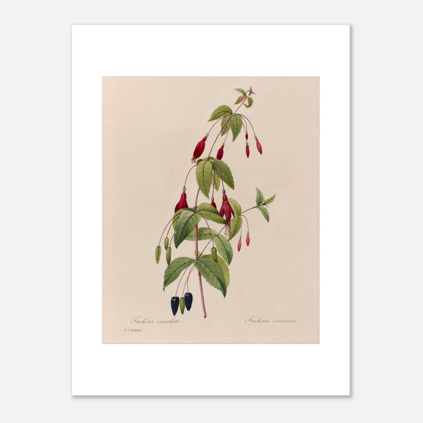 Planche botanique Fuchsia Écarlate par Pierre-Joseph Redouté (30x40 cm). Planche botanique ancienne de Pierre-Joseph Redouté représentant une plante de fuchsia écarlate avec des fleurs rouges, des fruits noirs et des feuilles vertes.