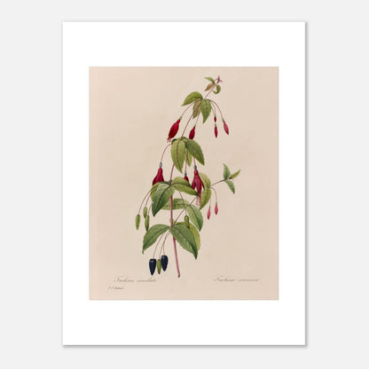 Planche botanique Fuchsia Écarlate par Pierre-Joseph Redouté (30x40 cm). Planche botanique ancienne de Pierre-Joseph Redouté représentant une plante de fuchsia écarlate avec des fleurs rouges, des fruits noirs et des feuilles vertes.