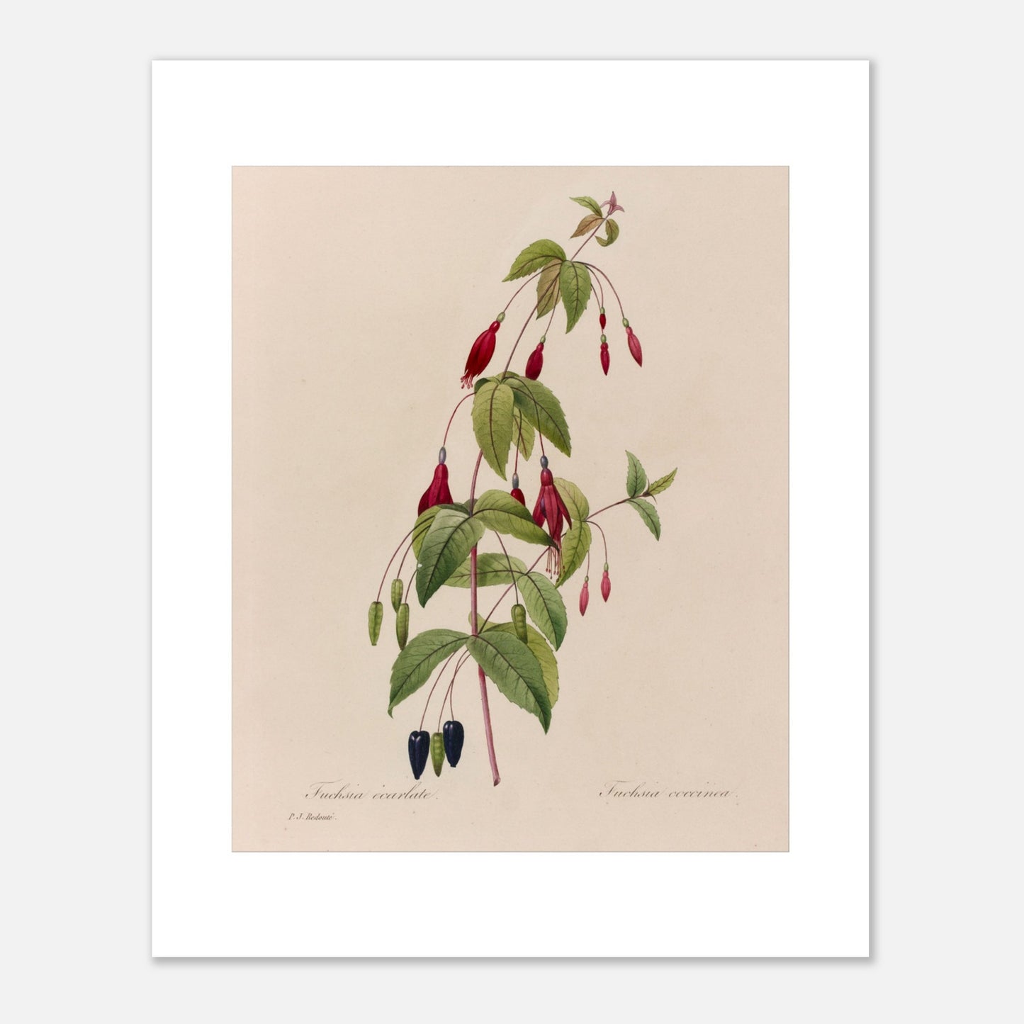 Planche botanique Fuchsia Écarlate par Pierre-Joseph Redouté (40x50 cm). Planche botanique ancienne de Pierre-Joseph Redouté représentant une plante de fuchsia écarlate avec des fleurs rouges, des fruits noirs et des feuilles vertes.