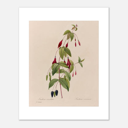 Planche botanique Fuchsia Écarlate par Pierre-Joseph Redouté (40x50 cm). Planche botanique ancienne de Pierre-Joseph Redouté représentant une plante de fuchsia écarlate avec des fleurs rouges, des fruits noirs et des feuilles vertes.