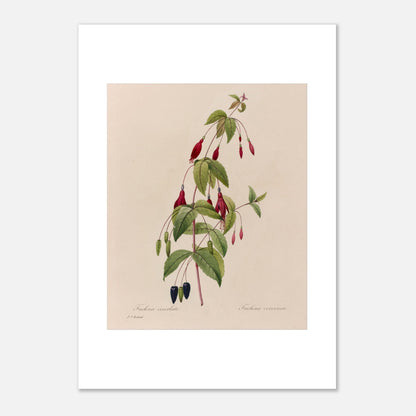 Planche botanique Fuchsia Écarlate par Pierre-Joseph Redouté (42x59,4 cm (A2)). Planche botanique ancienne de Pierre-Joseph Redouté représentant une plante de fuchsia écarlate avec des fleurs rouges, des fruits noirs et des feuilles vertes.