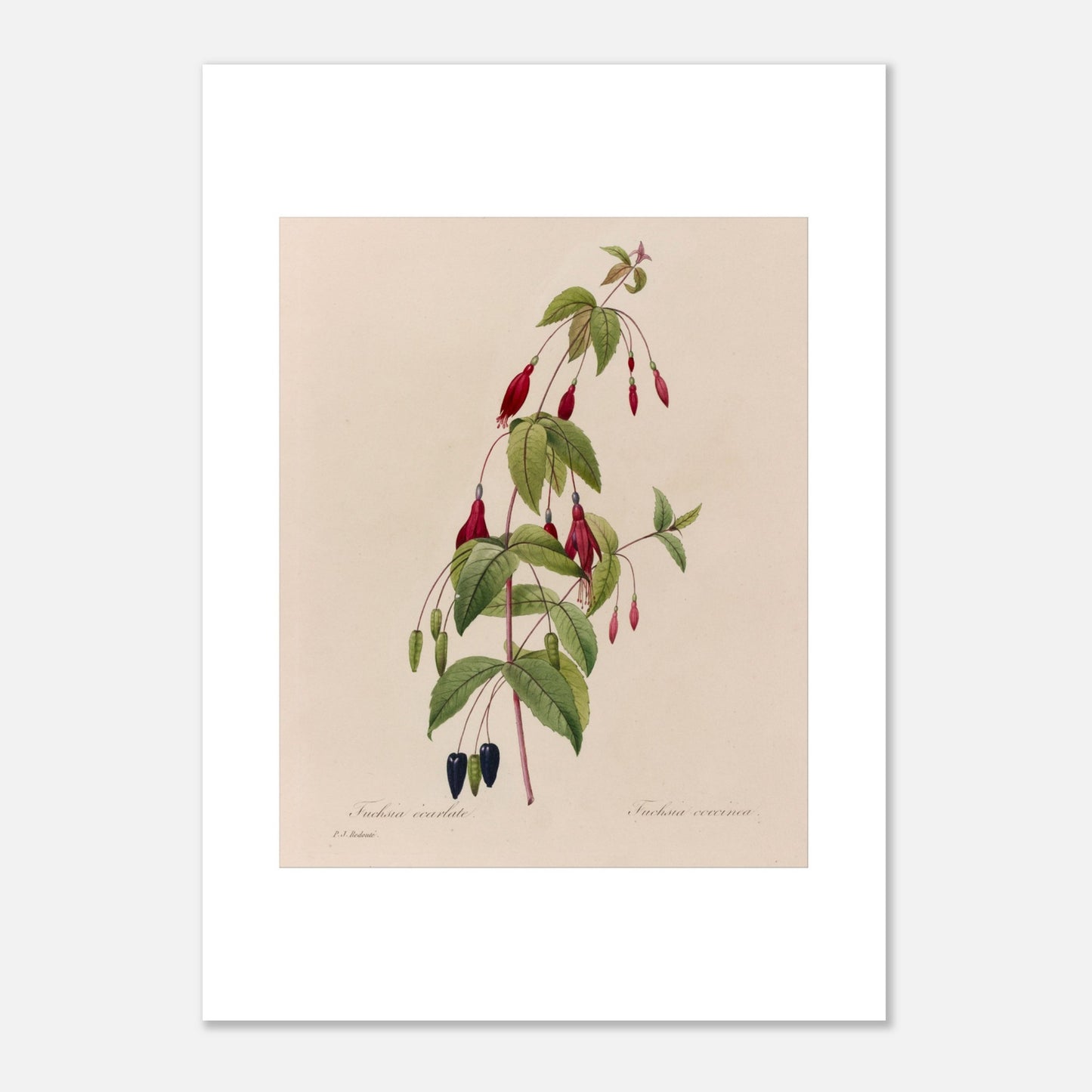 Planche botanique Fuchsia Écarlate par Pierre-Joseph Redouté (50x70 cm). Planche botanique ancienne de Pierre-Joseph Redouté représentant une plante de fuchsia écarlate avec des fleurs rouges, des fruits noirs et des feuilles vertes.