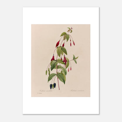Planche botanique Fuchsia Écarlate par Pierre-Joseph Redouté (50x70 cm). Planche botanique ancienne de Pierre-Joseph Redouté représentant une plante de fuchsia écarlate avec des fleurs rouges, des fruits noirs et des feuilles vertes.