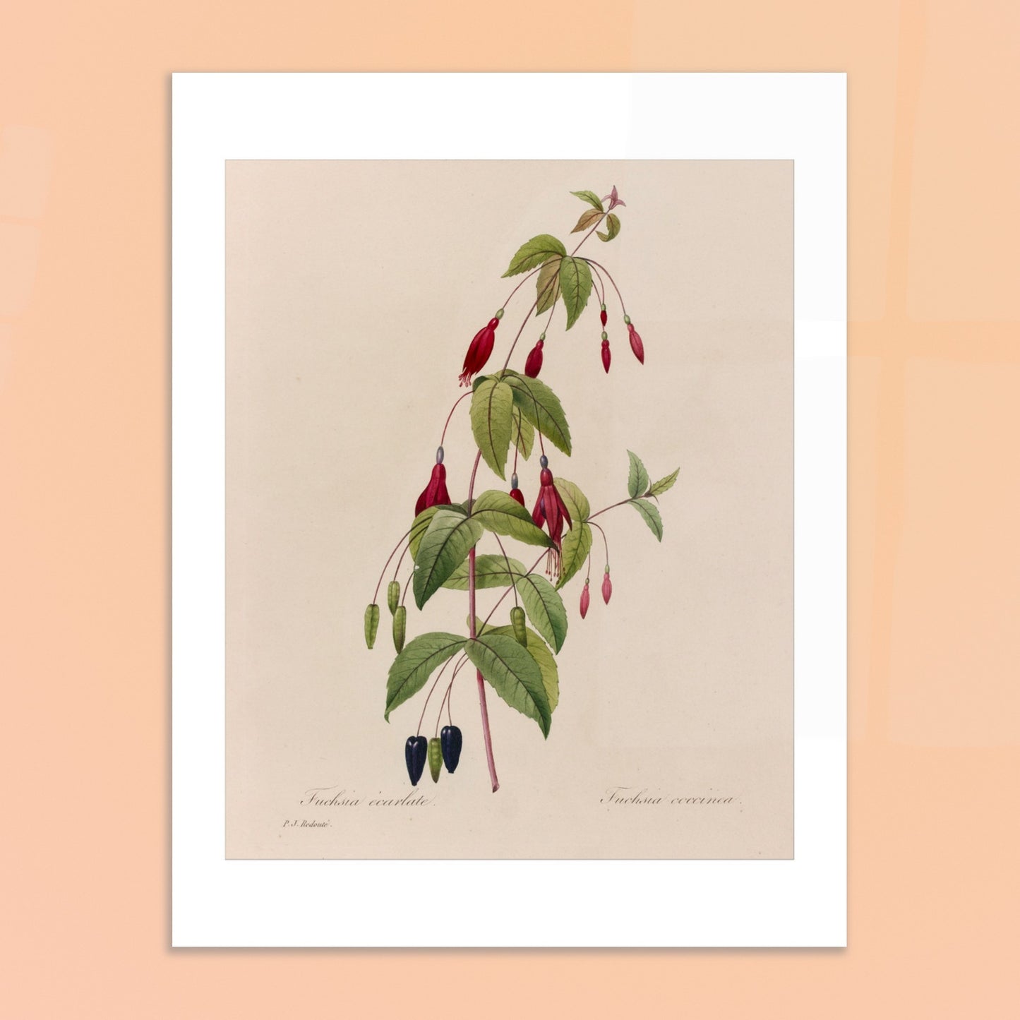 Planche botanique Fuchsia Écarlate par Pierre-Joseph Redouté. Planche botanique ancienne de Pierre-Joseph Redouté représentant une plante de fuchsia écarlate avec des fleurs rouges, des fruits noirs et des feuilles vertes. Image d'illustration 6
