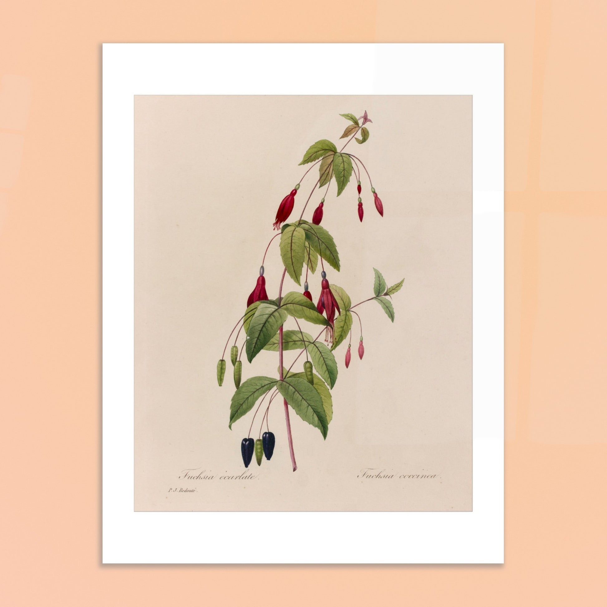 Planche botanique Fuchsia Écarlate par Pierre-Joseph Redouté. Planche botanique ancienne de Pierre-Joseph Redouté représentant une plante de fuchsia écarlate avec des fleurs rouges, des fruits noirs et des feuilles vertes. Image d'illustration 6