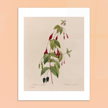 Planche botanique Fuchsia Écarlate par Pierre-Joseph Redouté. Planche botanique ancienne de Pierre-Joseph Redouté représentant une plante de fuchsia écarlate avec des fleurs rouges, des fruits noirs et des feuilles vertes. Image d'illustration 6