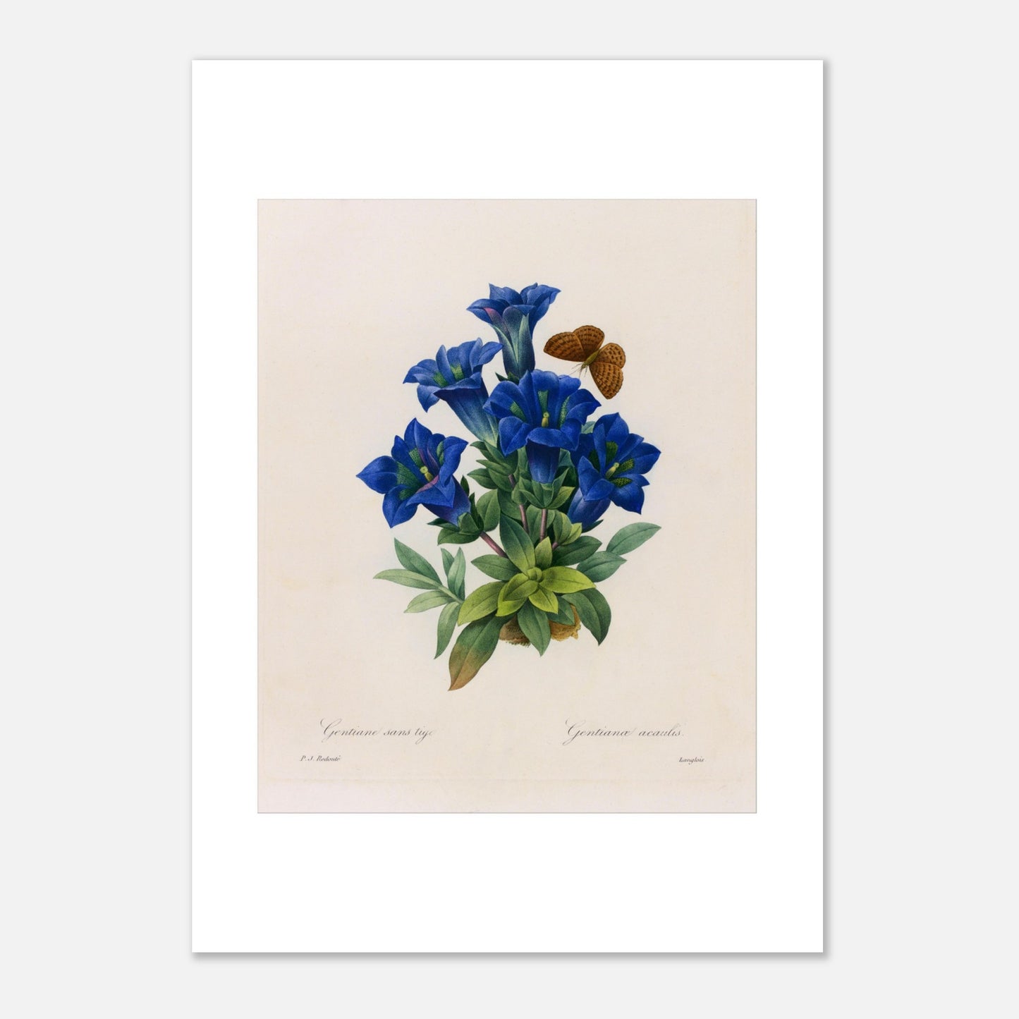 Planche botanique Gentiane sans tige par Pierre-Joseph Redouté (21x29,7 cm (A4)). Planche botanique illustrant la Gentiane sans tige par Pierre-Joseph Redouté, avec un papillon.