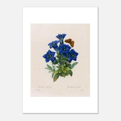 Planche botanique Gentiane sans tige par Pierre-Joseph Redouté (21x29,7 cm (A4)). Planche botanique illustrant la Gentiane sans tige par Pierre-Joseph Redouté, avec un papillon.