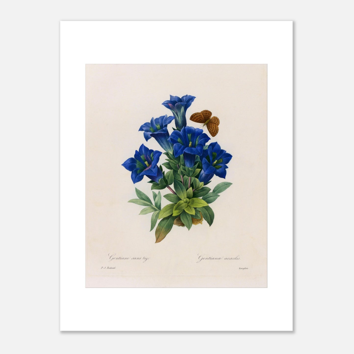 Planche botanique Gentiane sans tige par Pierre-Joseph Redouté (30x40 cm). Planche botanique illustrant la Gentiane sans tige par Pierre-Joseph Redouté, avec un papillon.