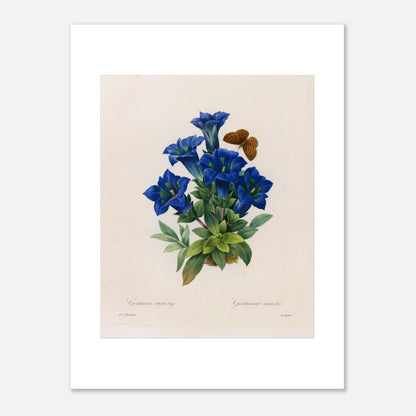 Planche botanique Gentiane sans tige par Pierre-Joseph Redouté (30x40 cm). Planche botanique illustrant la Gentiane sans tige par Pierre-Joseph Redouté, avec un papillon.