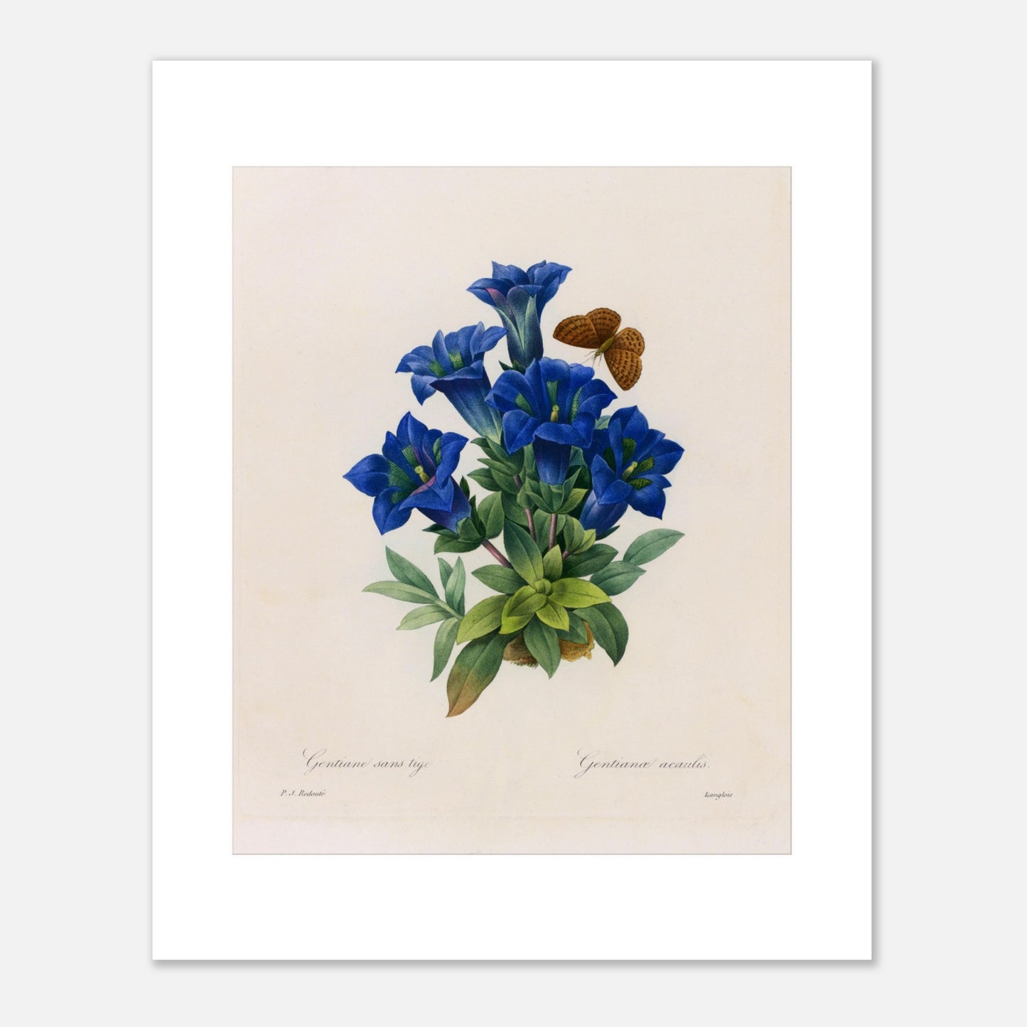 Planche botanique Gentiane sans tige par Pierre-Joseph Redouté (40x50 cm). Planche botanique illustrant la Gentiane sans tige par Pierre-Joseph Redouté, avec un papillon.