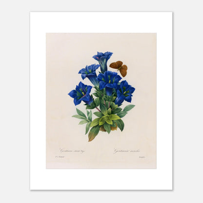 Planche botanique Gentiane sans tige par Pierre-Joseph Redouté (40x50 cm). Planche botanique illustrant la Gentiane sans tige par Pierre-Joseph Redouté, avec un papillon.