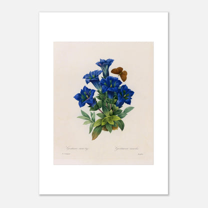 Planche botanique Gentiane sans tige par Pierre-Joseph Redouté (42x59,4 cm (A2)). Planche botanique illustrant la Gentiane sans tige par Pierre-Joseph Redouté, avec un papillon.