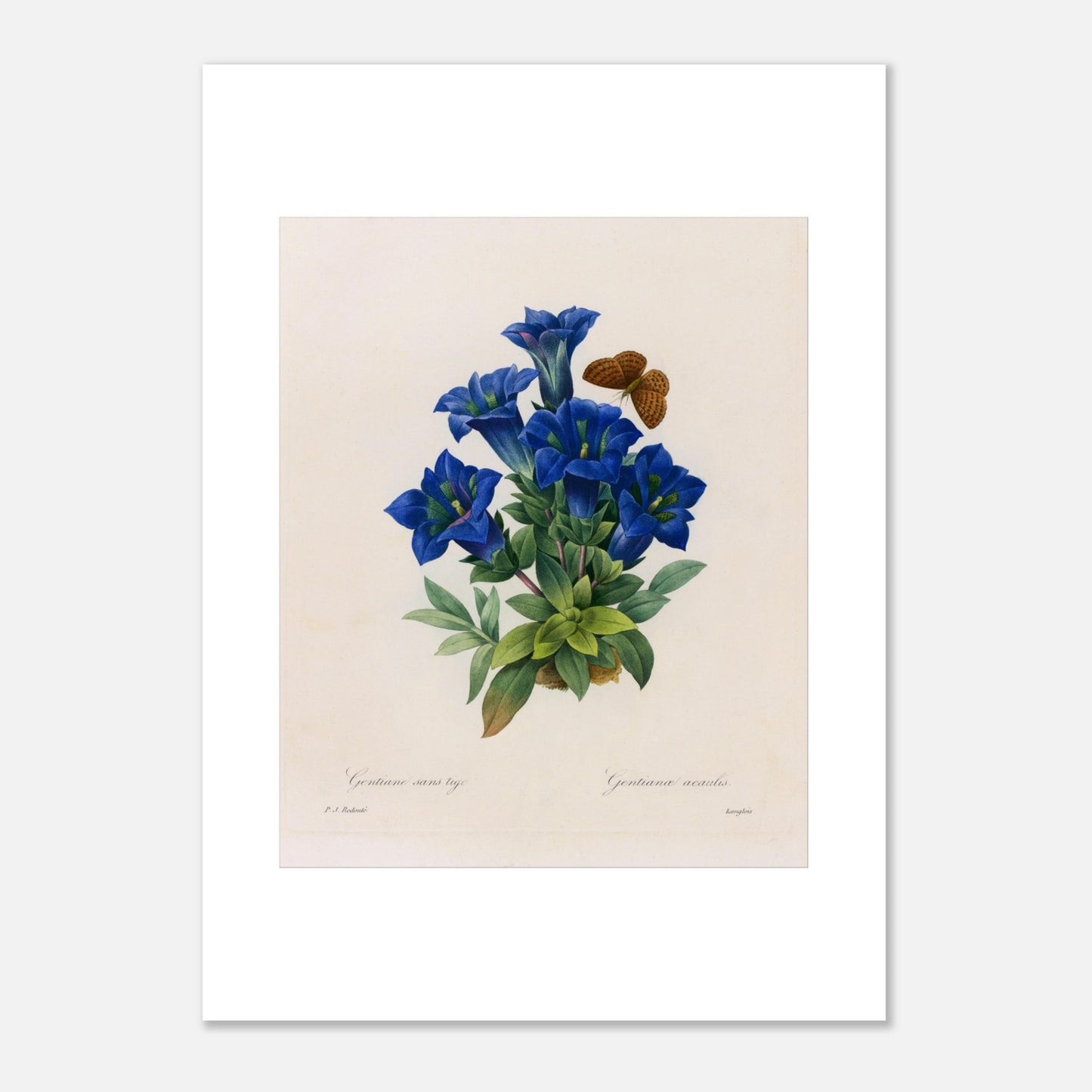 Planche botanique Gentiane sans tige par Pierre-Joseph Redouté (50x70 cm). Planche botanique illustrant la Gentiane sans tige par Pierre-Joseph Redouté, avec un papillon.