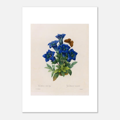 Planche botanique Gentiane sans tige par Pierre-Joseph Redouté (50x70 cm). Planche botanique illustrant la Gentiane sans tige par Pierre-Joseph Redouté, avec un papillon.