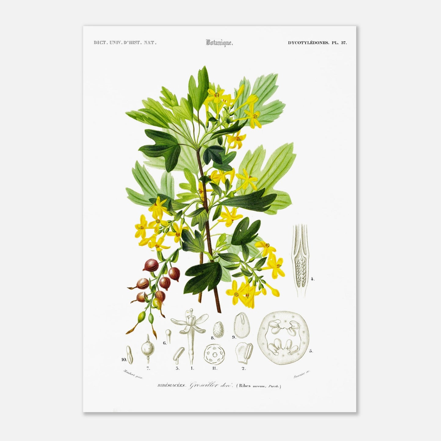 Planche botanique ancienne du Groseillier doré par Charles d'Orbigny (29,7x42 cm (A3)). Planche naturaliste du Dictionnaire Universel d'Histoire Naturelle présentant un groseillier doré avec ses fleurs et fruits, ainsi que des détails anatomiques.
