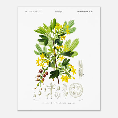 Planche botanique ancienne du Groseillier doré par Charles d'Orbigny (40x50 cm). Planche naturaliste du Dictionnaire Universel d'Histoire Naturelle présentant un groseillier doré avec ses fleurs et fruits, ainsi que des détails anatomiques.
