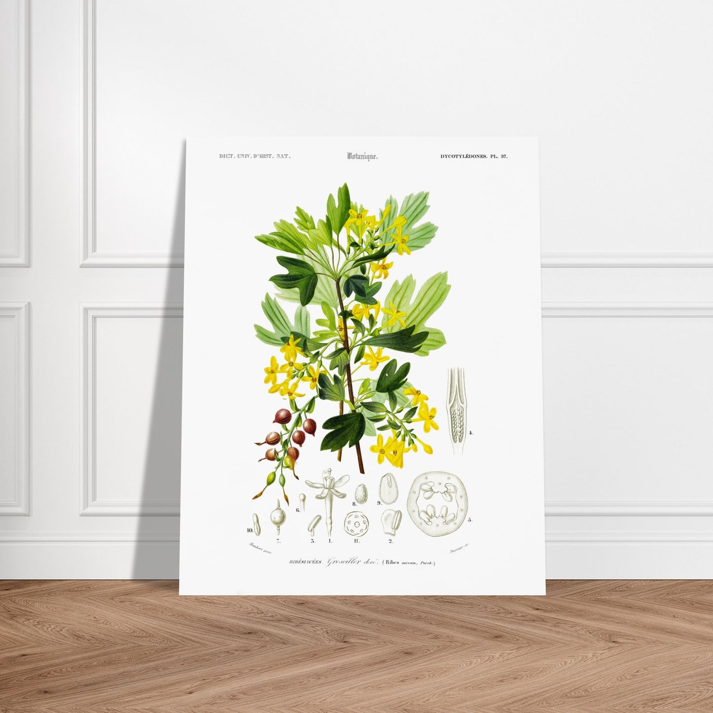 Planche botanique ancienne du Groseillier doré par Charles d'Orbigny. Planche naturaliste du Dictionnaire Universel d'Histoire Naturelle présentant un groseillier doré avec ses fleurs et fruits, ainsi que des détails anatomiques. Image d'illustration 5