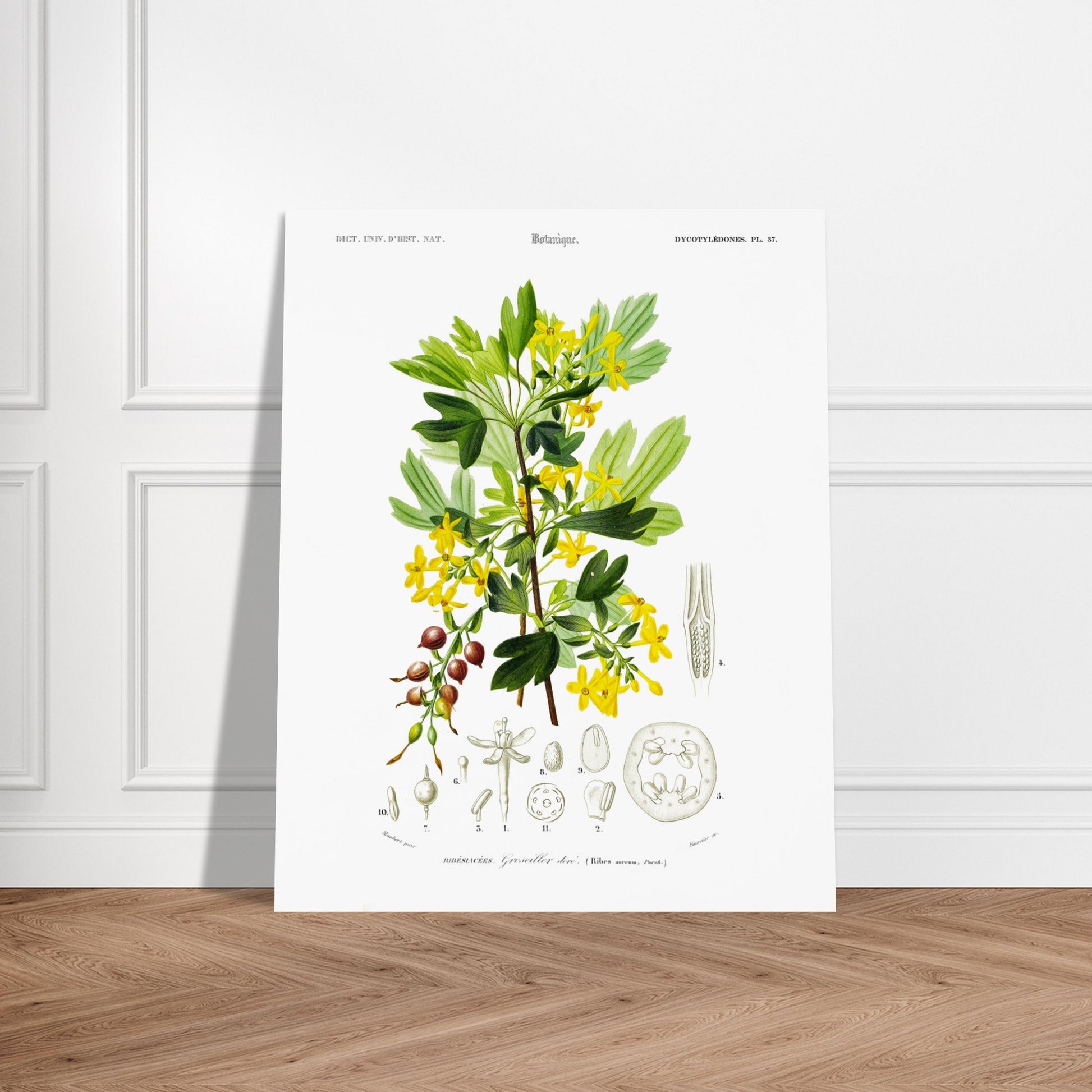 Planche botanique ancienne du Groseillier doré par Charles d'Orbigny. Planche naturaliste du Dictionnaire Universel d'Histoire Naturelle présentant un groseillier doré avec ses fleurs et fruits, ainsi que des détails anatomiques. Image d'illustration 5