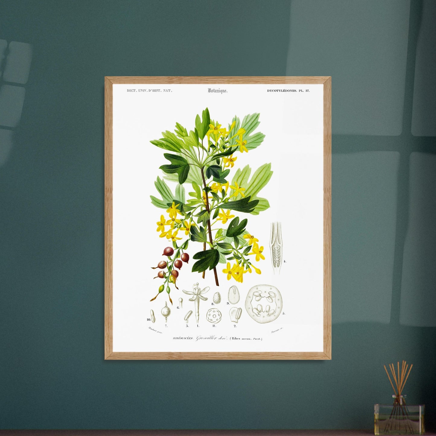 Planche botanique ancienne du Groseillier doré par Charles d'Orbigny. Planche naturaliste du Dictionnaire Universel d'Histoire Naturelle présentant un groseillier doré avec ses fleurs et fruits, ainsi que des détails anatomiques. Image d'illustration 6